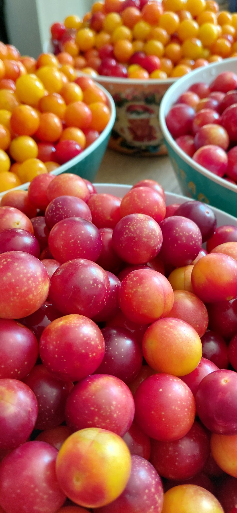 La Petite Clavelie - photo 2