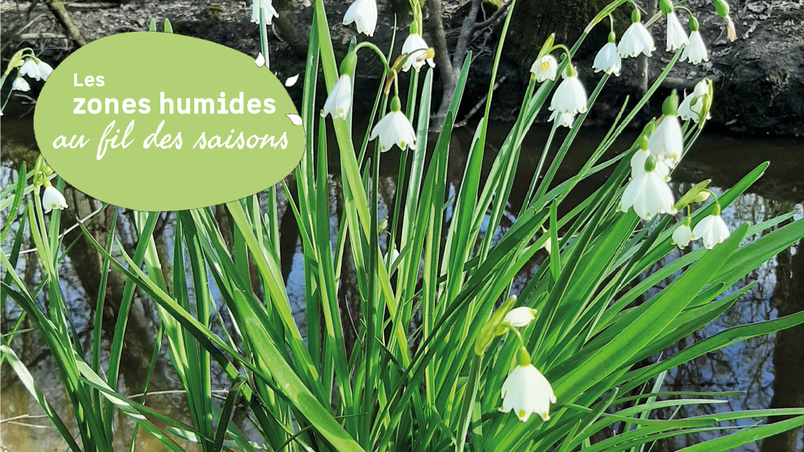 Les nivéoles d'été du Marais de Labarde