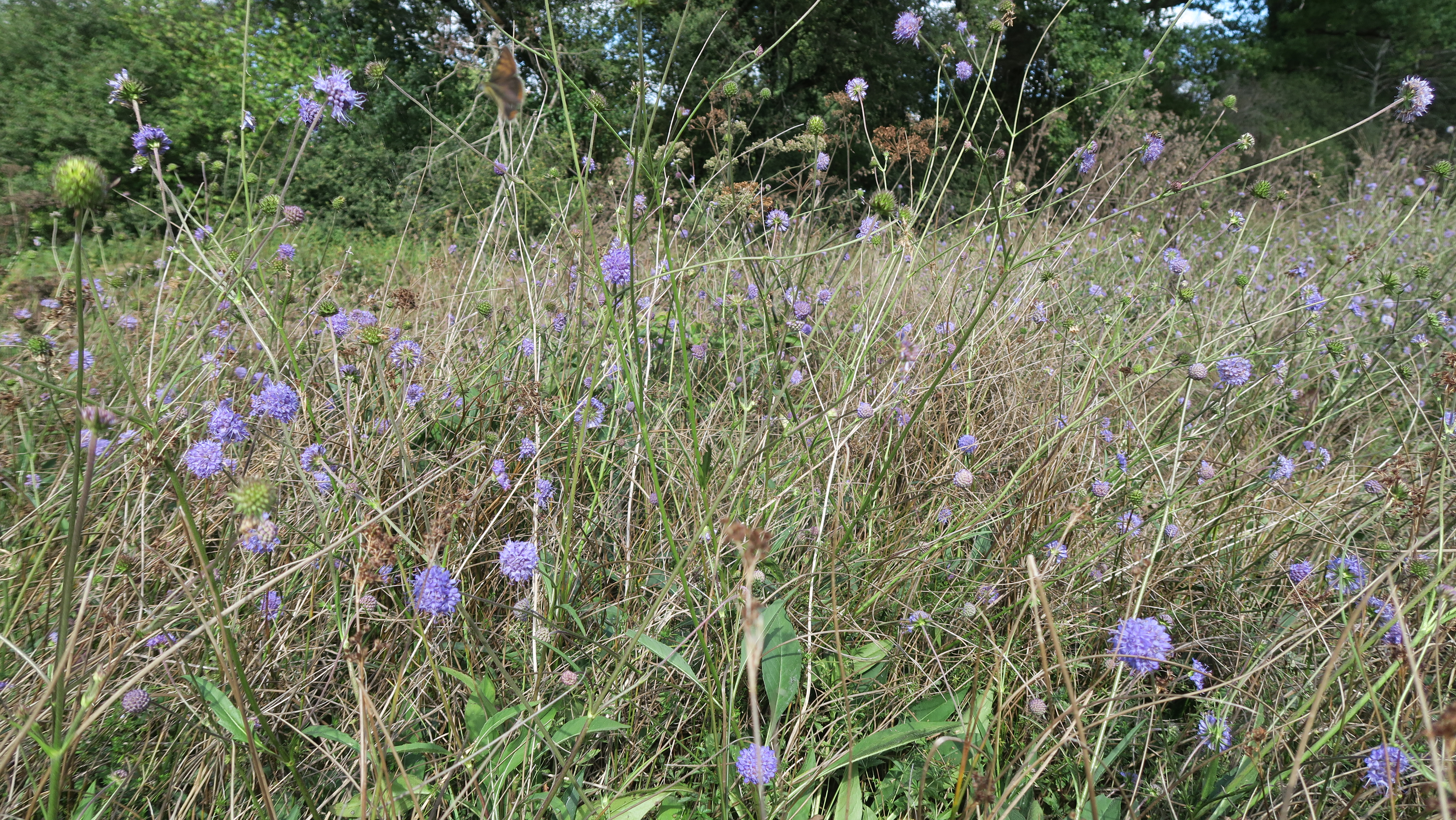 Conservatoire d'espaces naturels de Nouvelle-Aquitaine