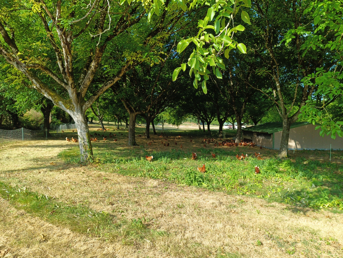 Les cocottes d'Antoine