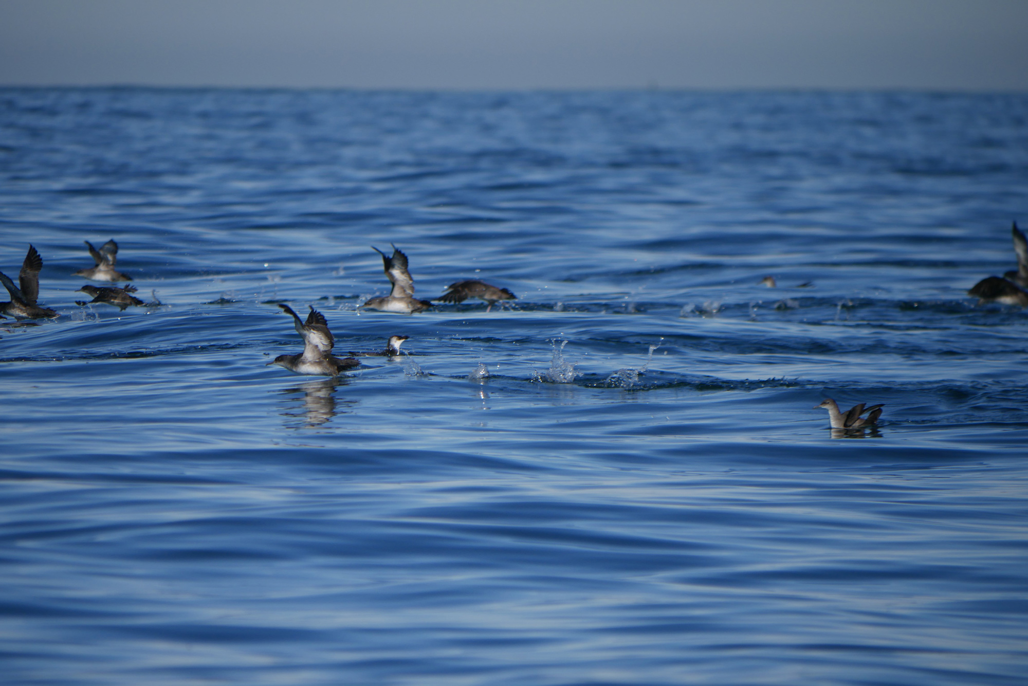Conférence "Oiseaux marins, cétacés et changements climatiques"