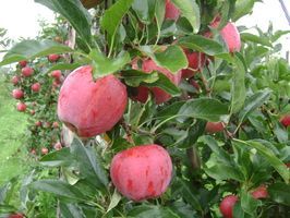 Le verger bio de Quinsac