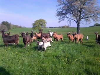 Les Délices de Justine - Fromages de chèvres et de vaches