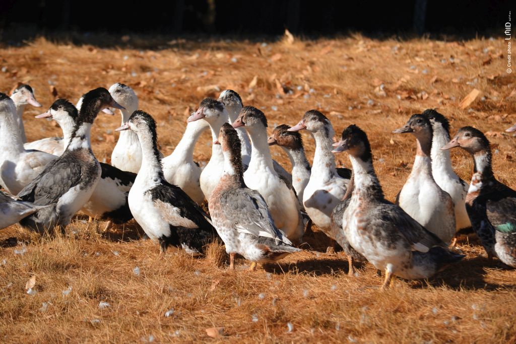 Les Conserves de Laugeraud - photo 2