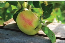 Sentier des belles limousines, Glandon - photo 3