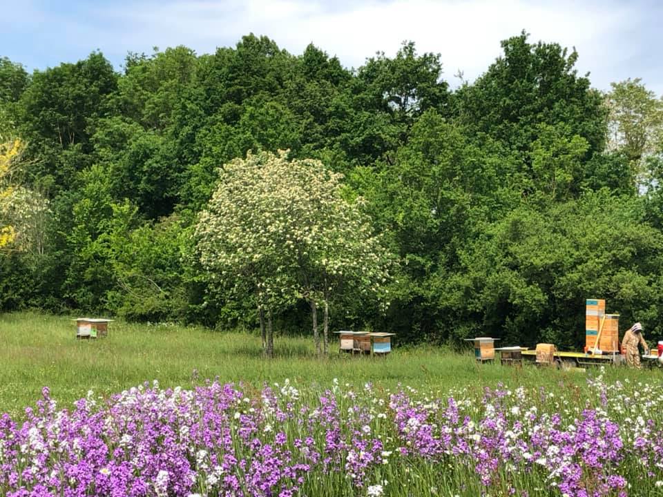 Arts Abeilles Apiculture - Haras des Star : miel et produits de la ruche - photo 3