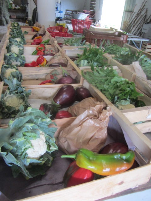 Terre Ferme, maraîchage bio — photo 2