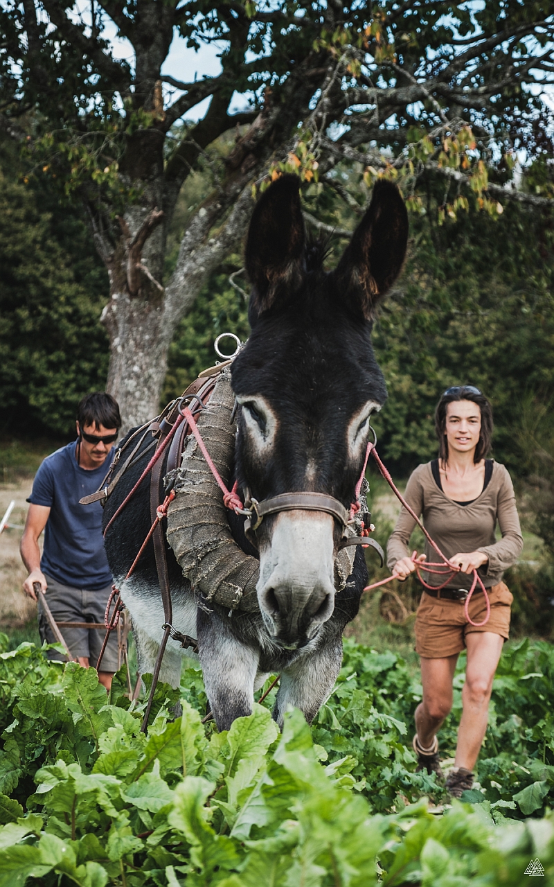 Terre Ferme, maraîchage bio