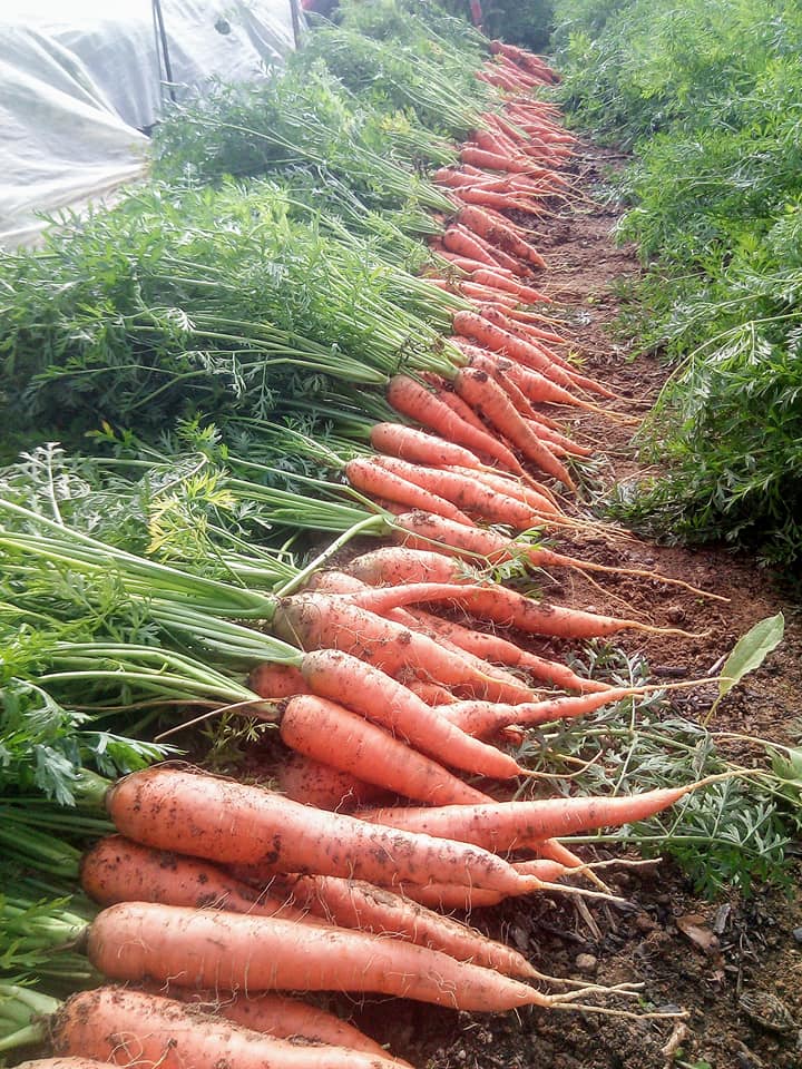 La ferme des Tuileries - photo 3