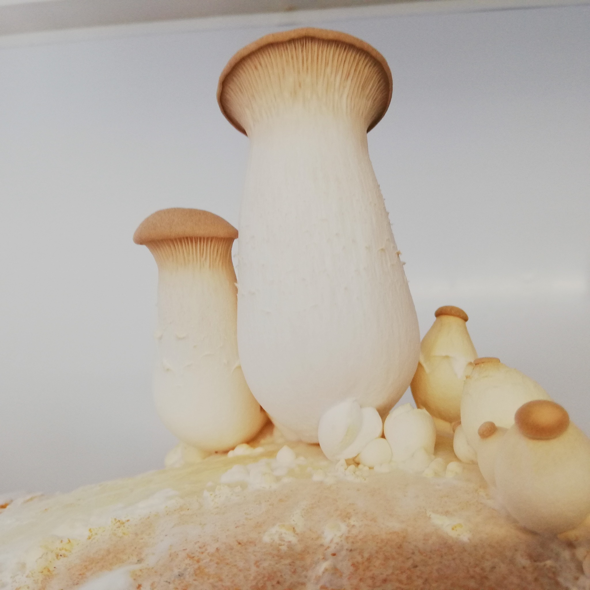 Champignons Coussacois — photo 2