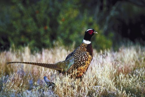 Territoire du Médrat