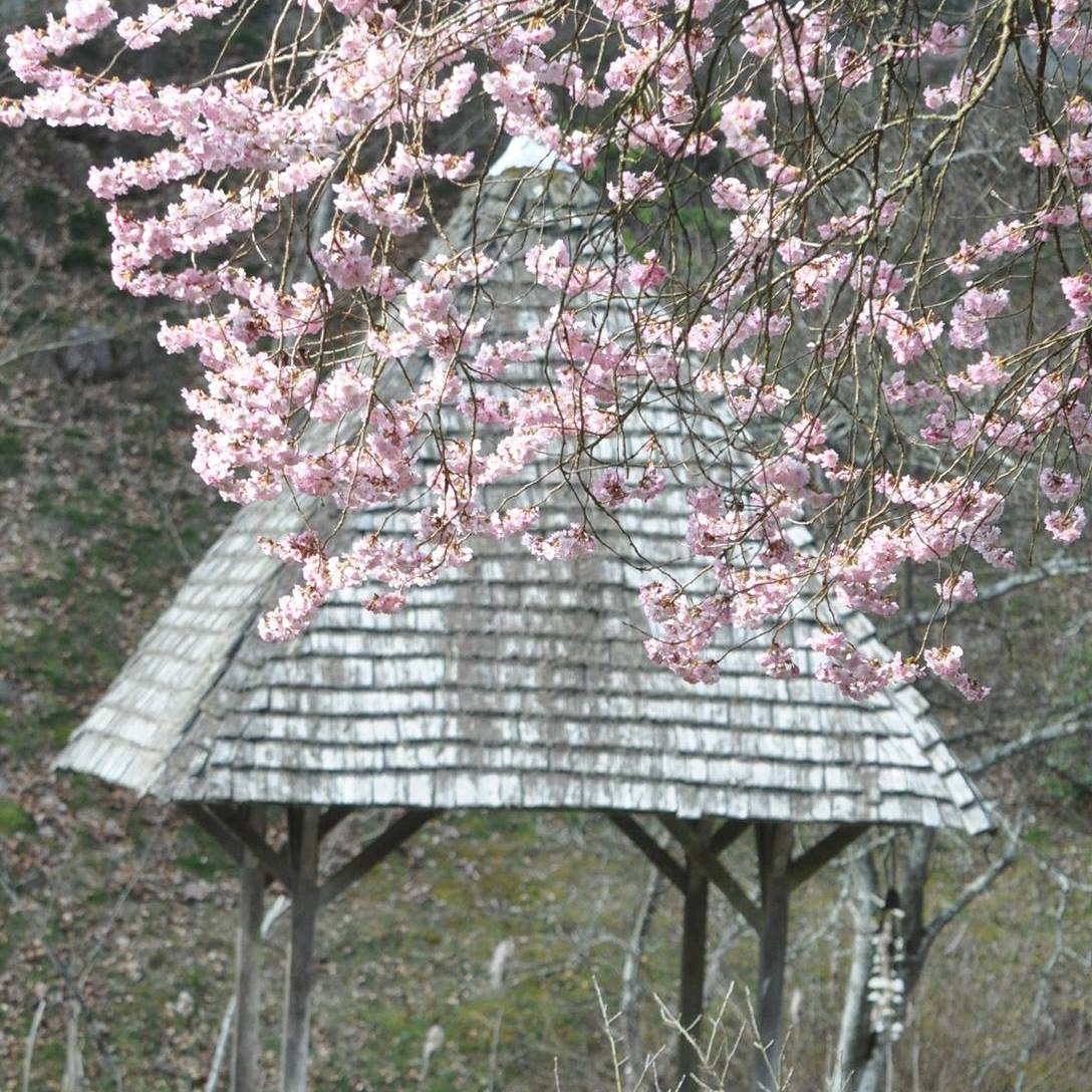 Arboretum de la Sédelle, Crozant - photo 4
