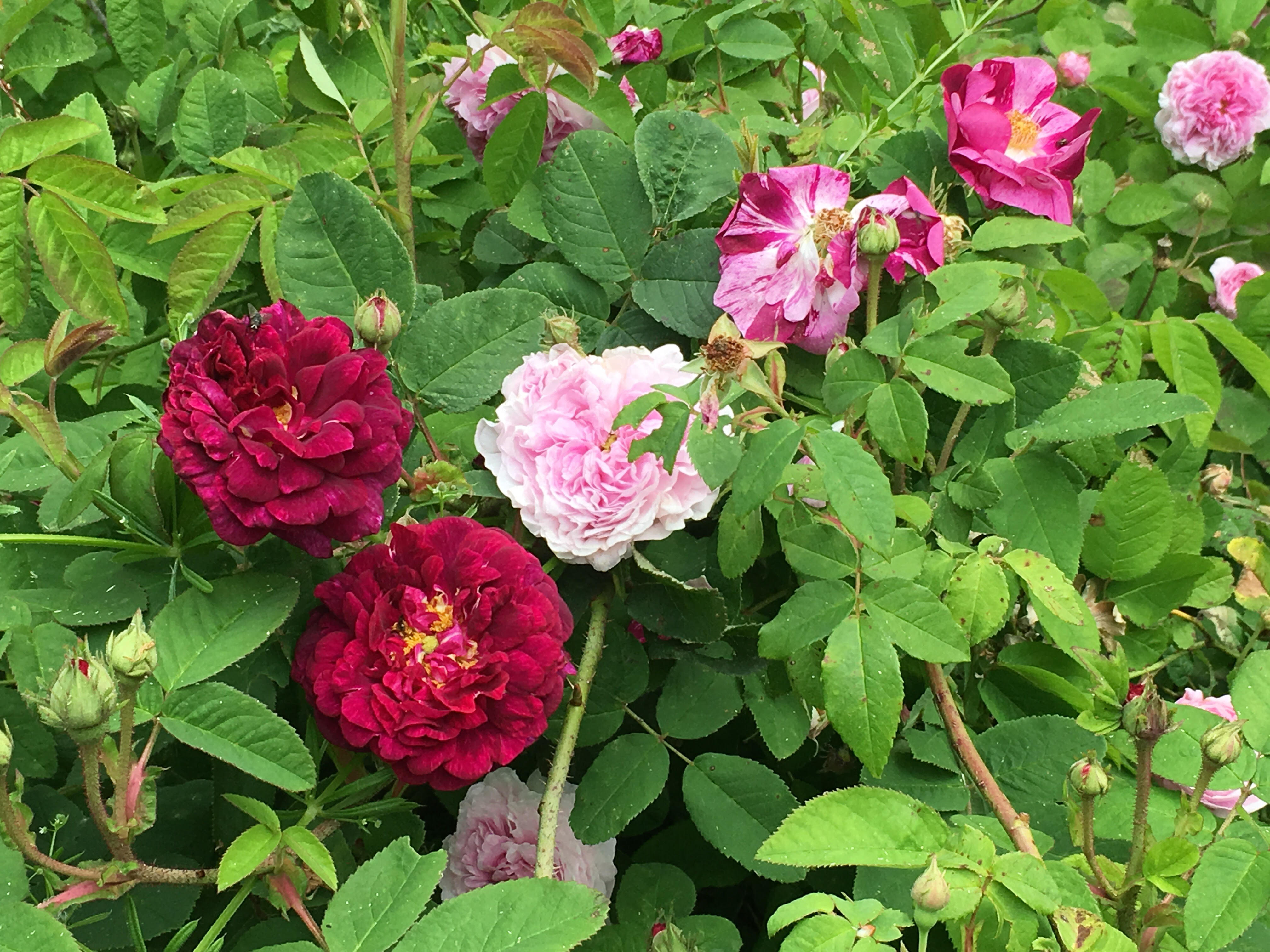 Jardin Les Gargalhous, Fresselines - photo 2