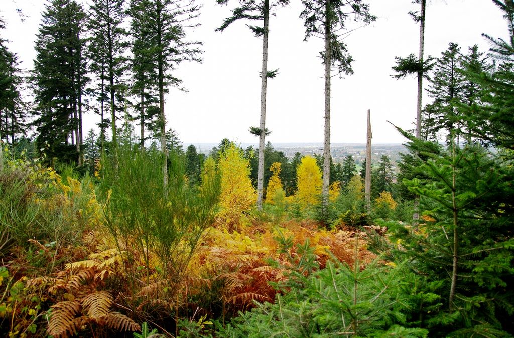 Le Bois de Chabannes - photo 3