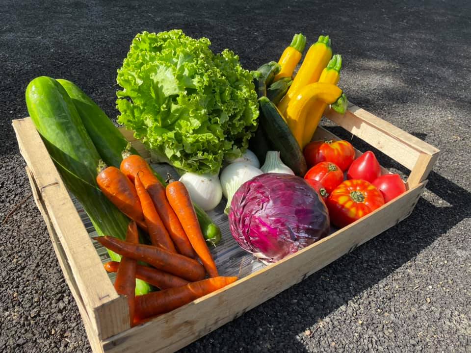 Les melons de Cazères