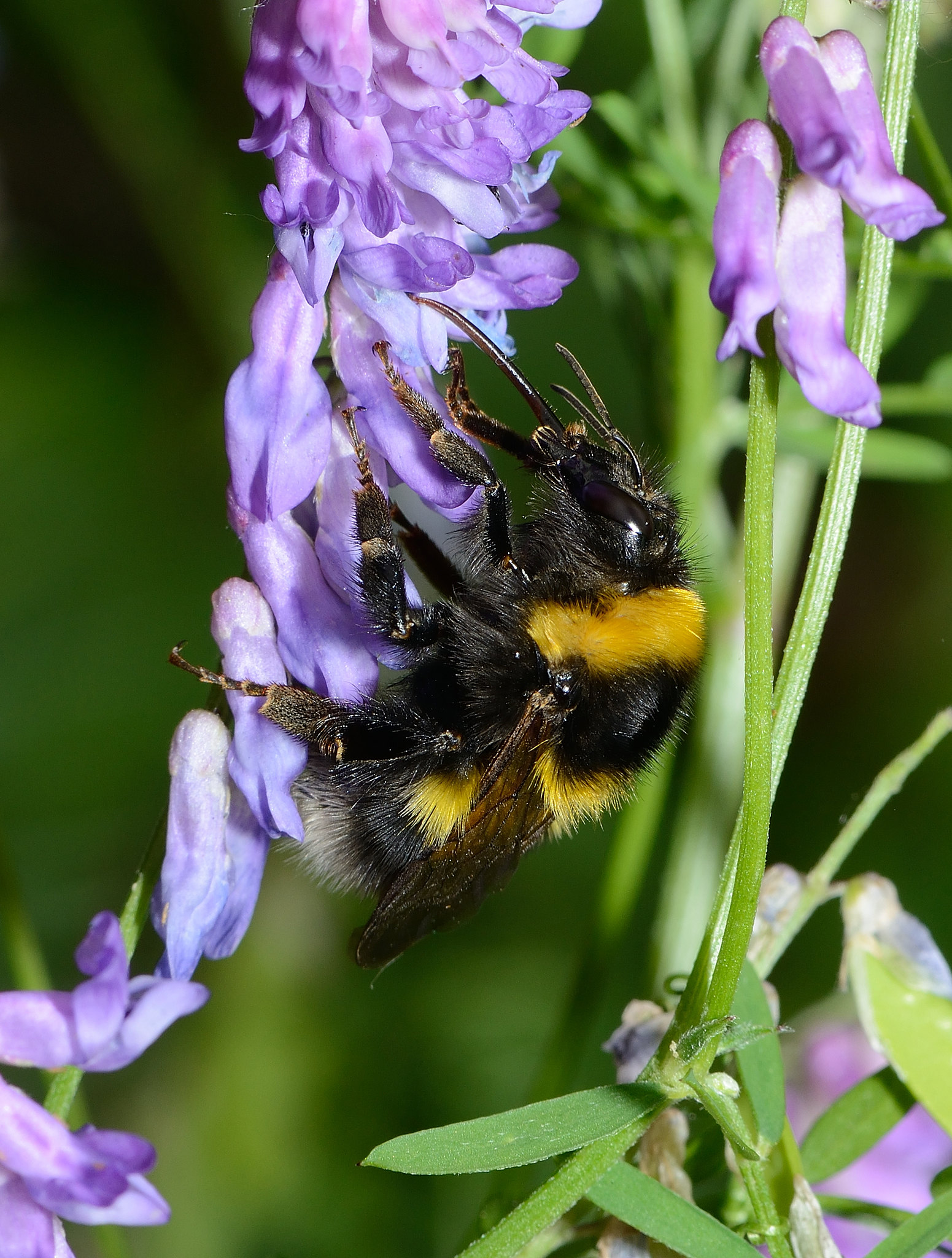 Conférence & chantier participatif sur les abeilles sauvages