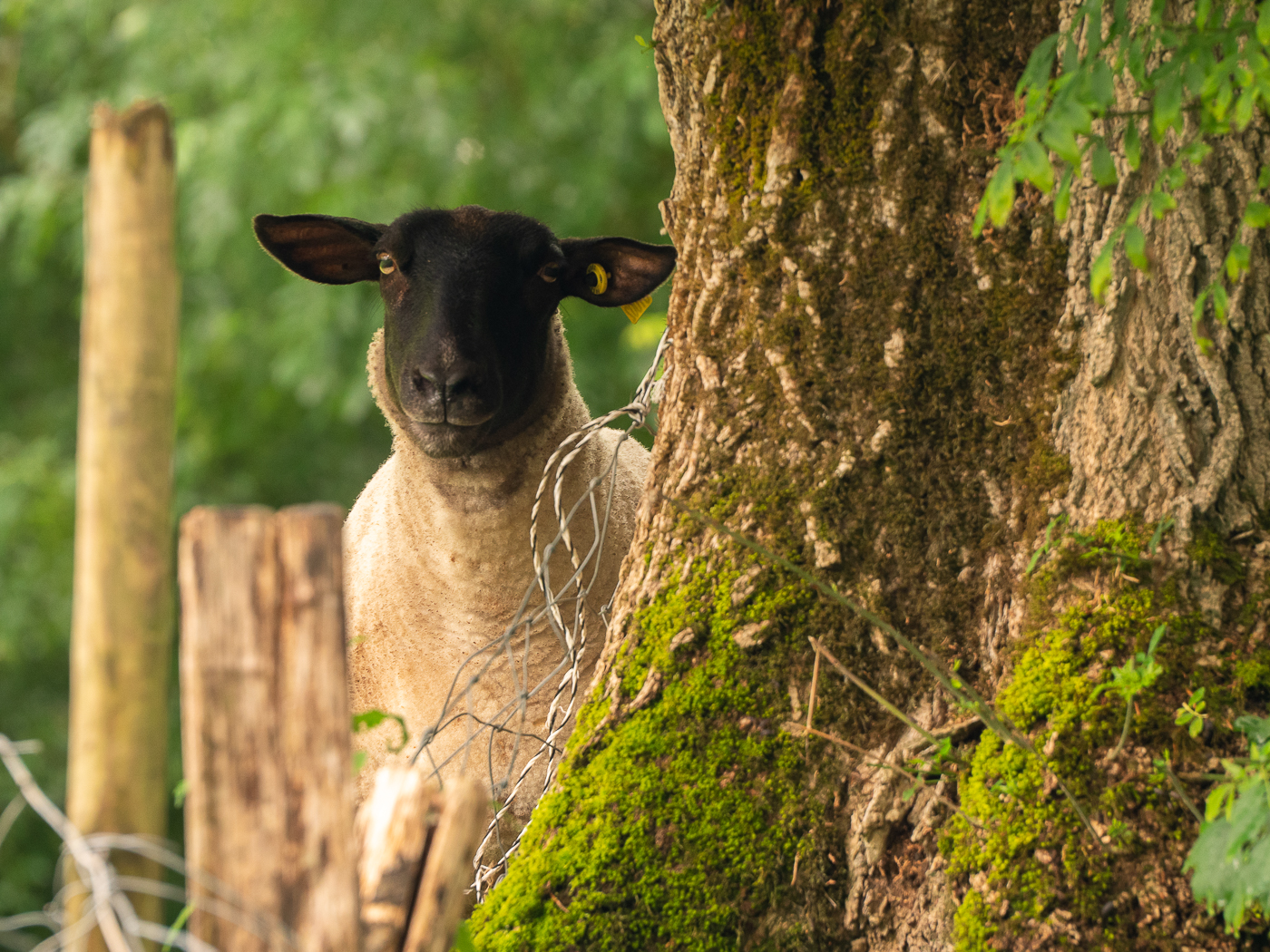 Excursion familiale en canoë kayak dans le marais du Vanneau par Romain Gaillard, Le Vanneau-Irleau - photo 4