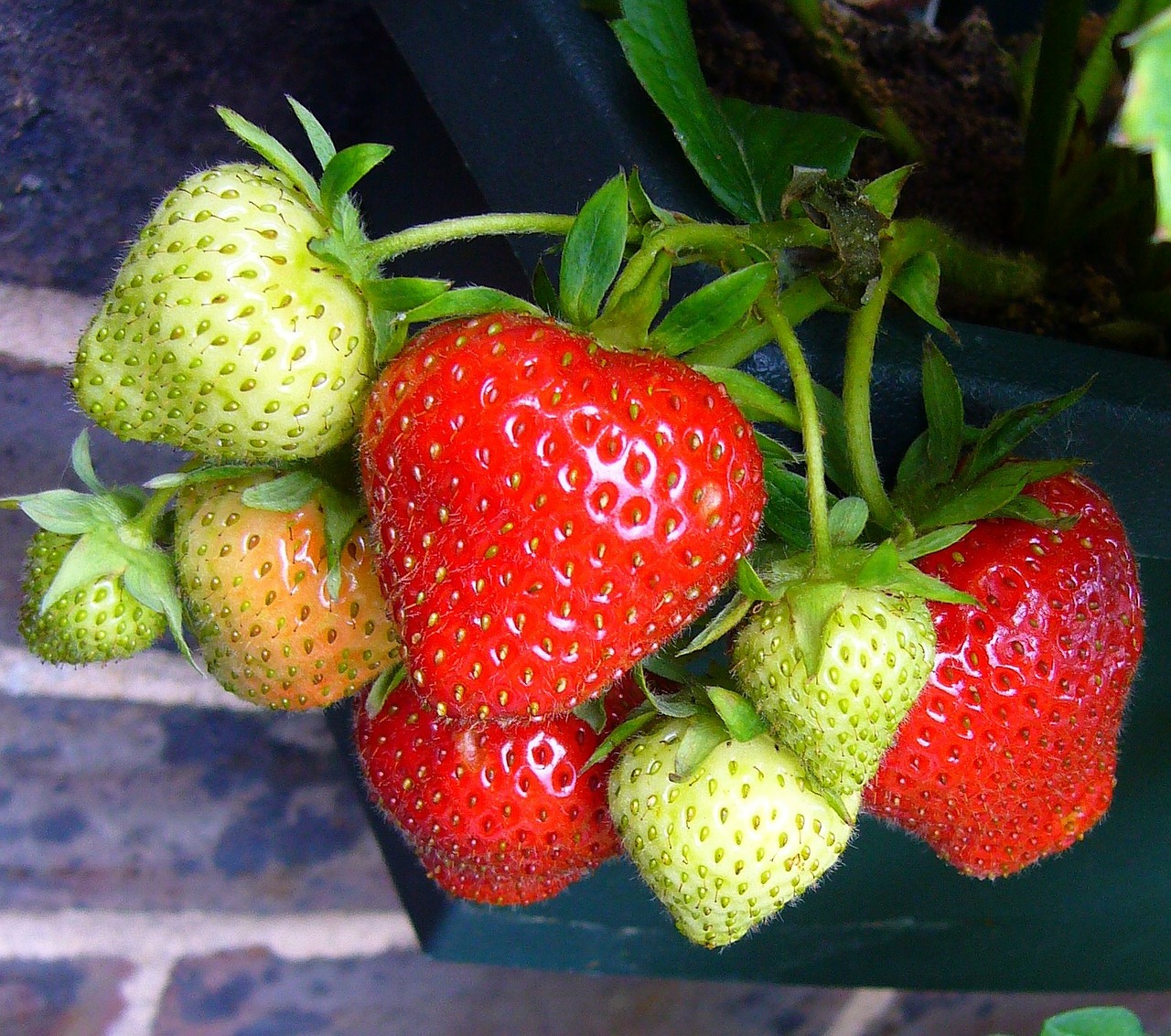 Potage et Partage - légumes de saison Bio et petits fruits — photo 2