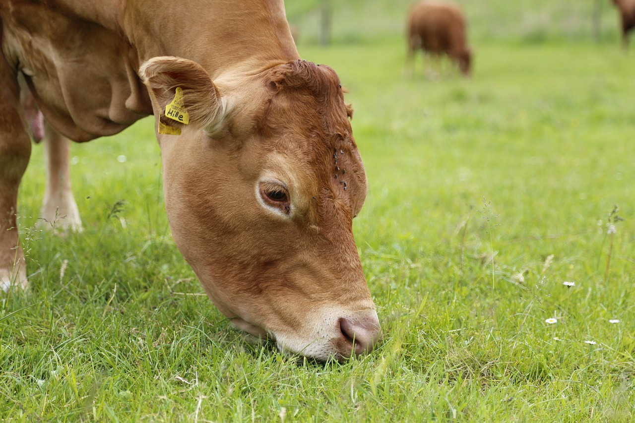 Gaec du Lac - viande bovine limousine Bio