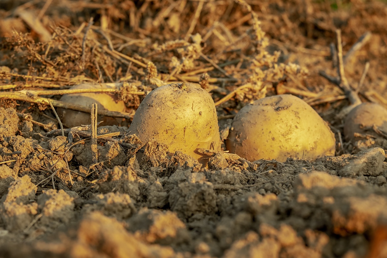 Thibault Antoinet - pommes de terre — photo 2
