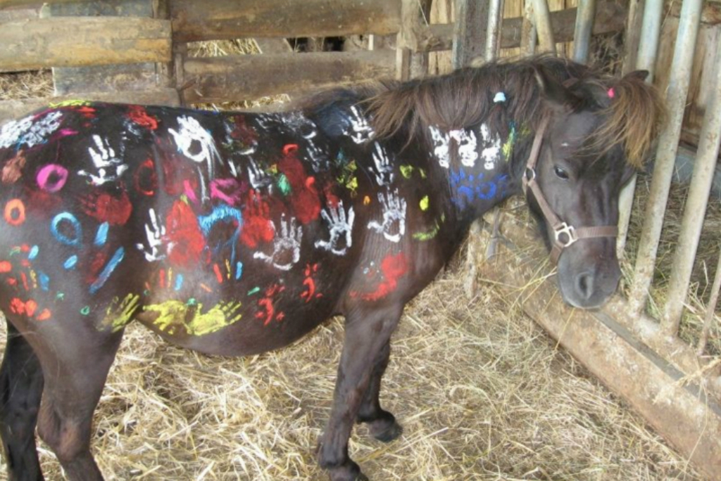 Caval'Orée, Saint-Pardoux-le-Lac - photo 2