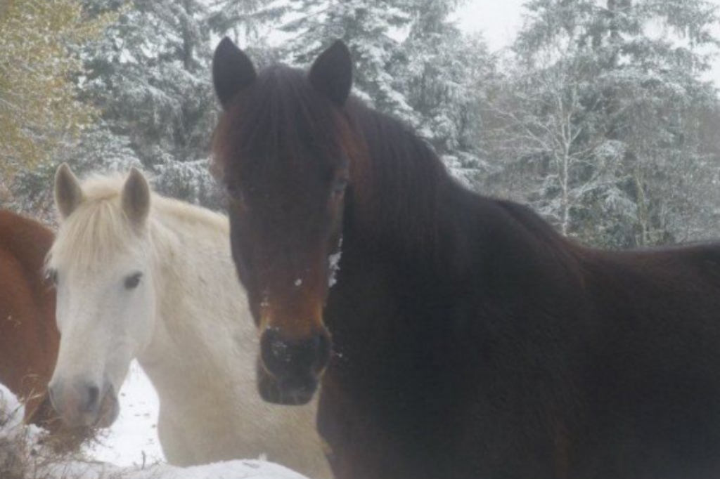 Caval'Orée, Saint-Pardoux-le-Lac - photo 4
