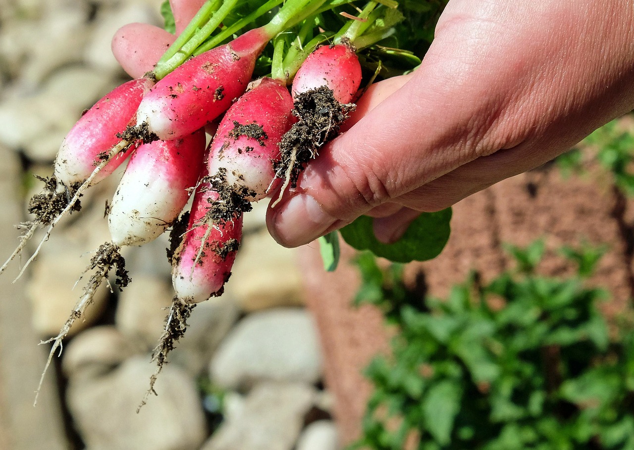EARL Terres de Ciel - légumes, œufs, fromage de brebis en biodynamie — photo 2