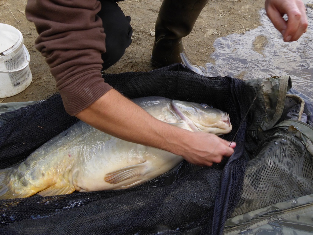 Etang des Pouyades, Magnac-Laval