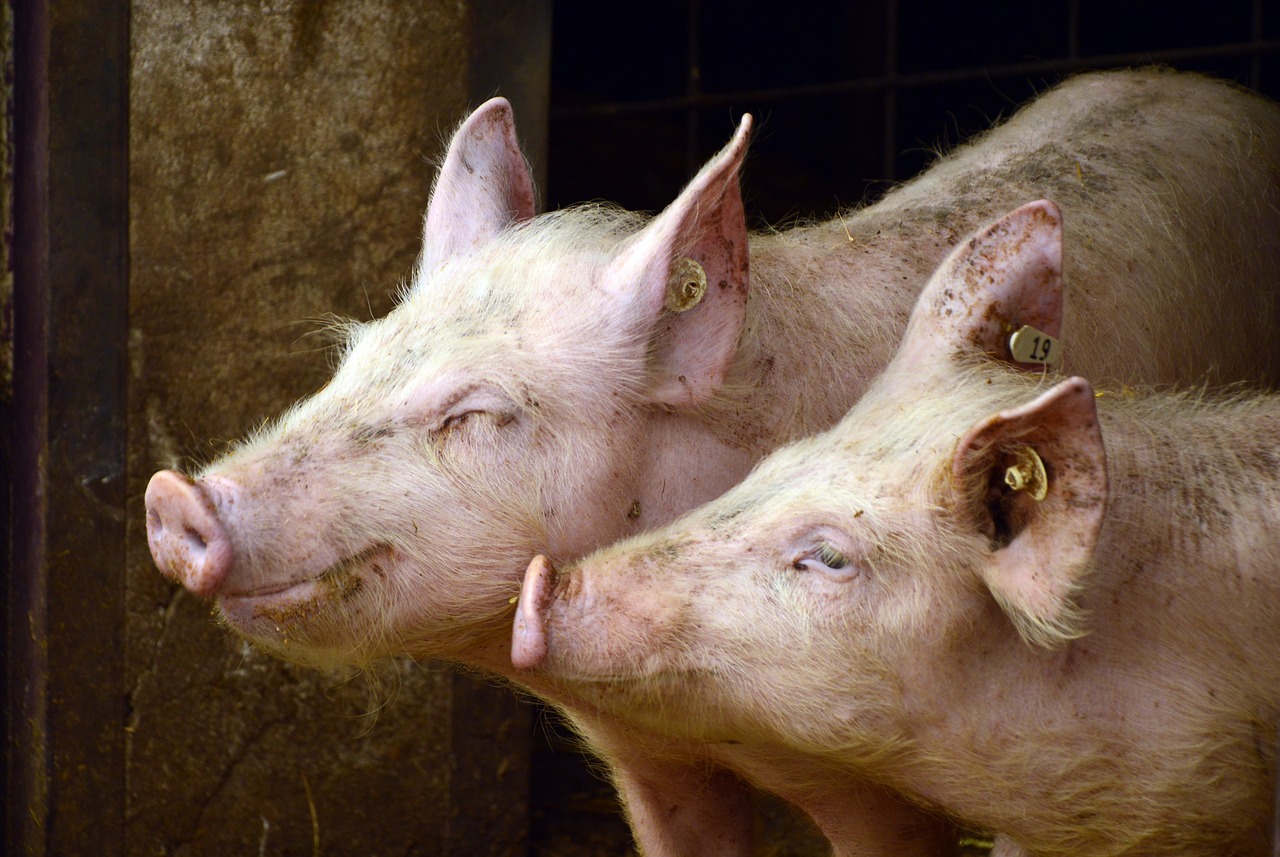 La Ferme de la Vallée de la Brame - porc, agneau