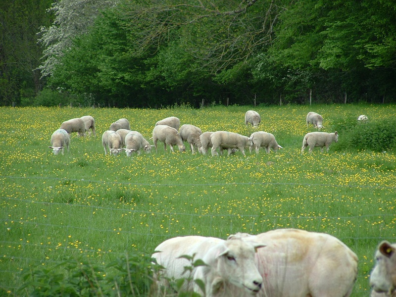 La Ferme de la Vallée de la Brame - porc, agneau — photo 2