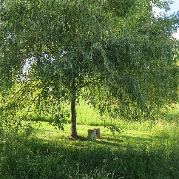 Sérénité Verte à la Tuilerie, La Bazeuge - photo 6