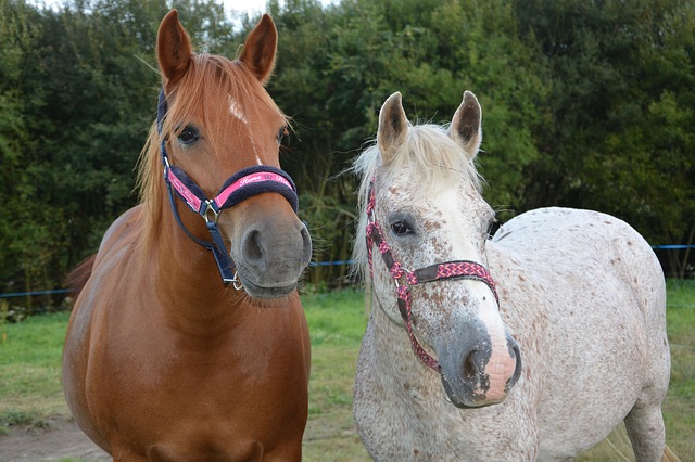 Centre équestre du Moulin des Côtes