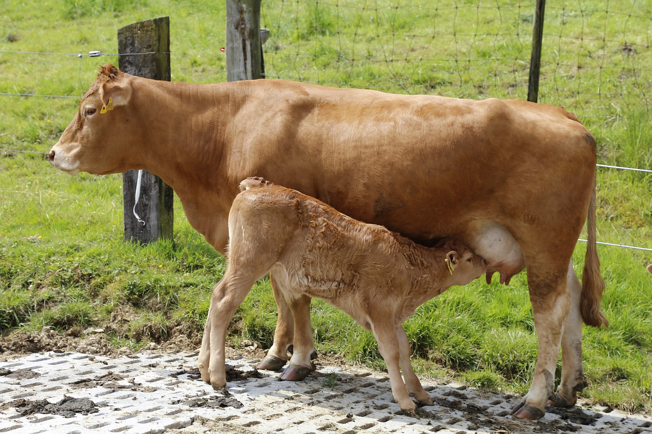 La Limousine de Laëtitia et Marc - Viande bovine limousine