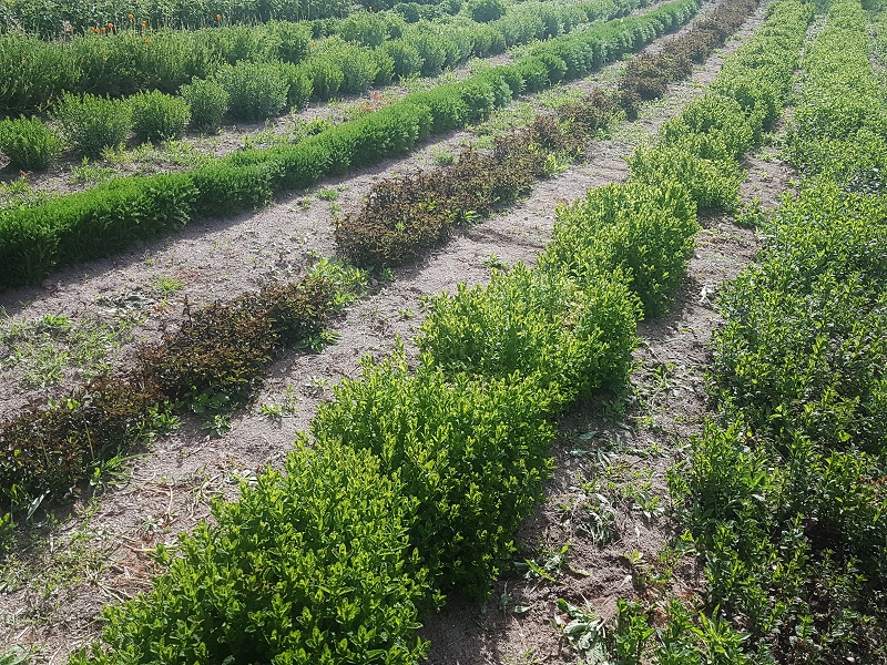 L'Or des Simples - Plantes aromatiques et médicinales, tisanes, hydrolats, encens, coulis, gelées et miels — photo 2