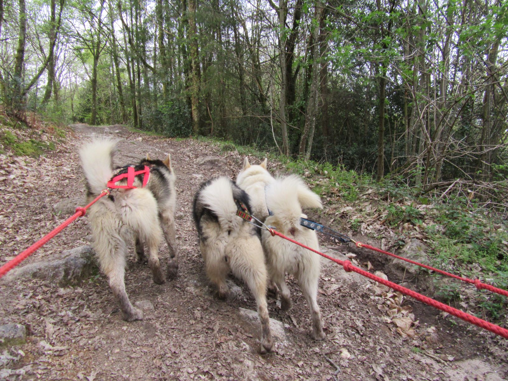 Skodenar - chiens de traîneau, Blond
