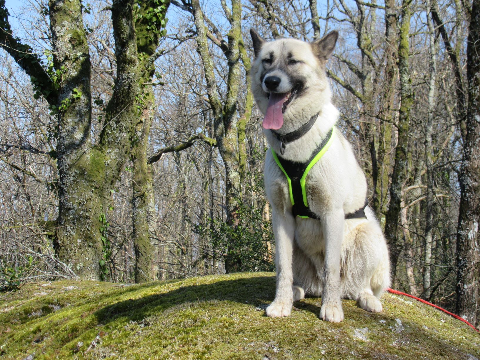 Skodenar - chiens de traîneau, Blond - photo 2