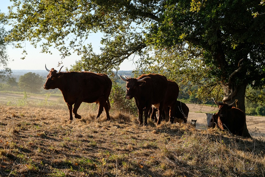 Ferme de Châtres - Viande bovine et produits laitiers — photo 3