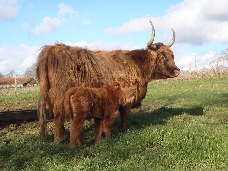 Ferme des Barres - Produits laitiers et viande Highland — photo 2