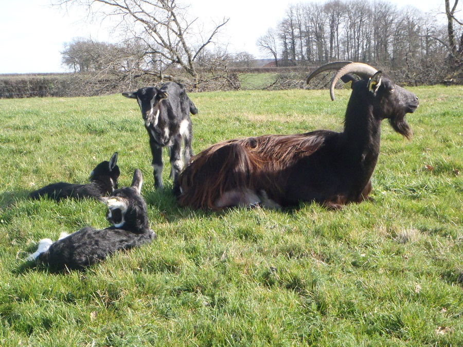 Ferme des Barres - Produits laitiers et viande Highland — photo 3