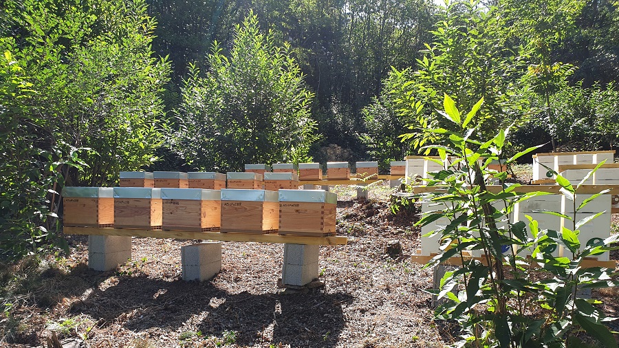 Phyto-Abeillessence — photo 3