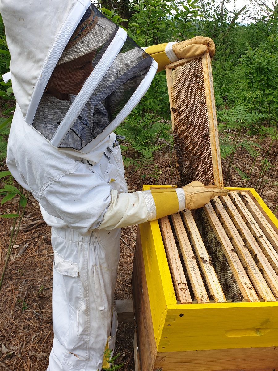 Phyto-Abeillessence — photo 2