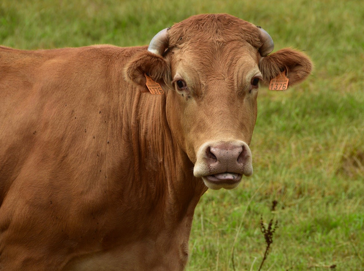 Viande bovine - M. Mannequin — photo 2
