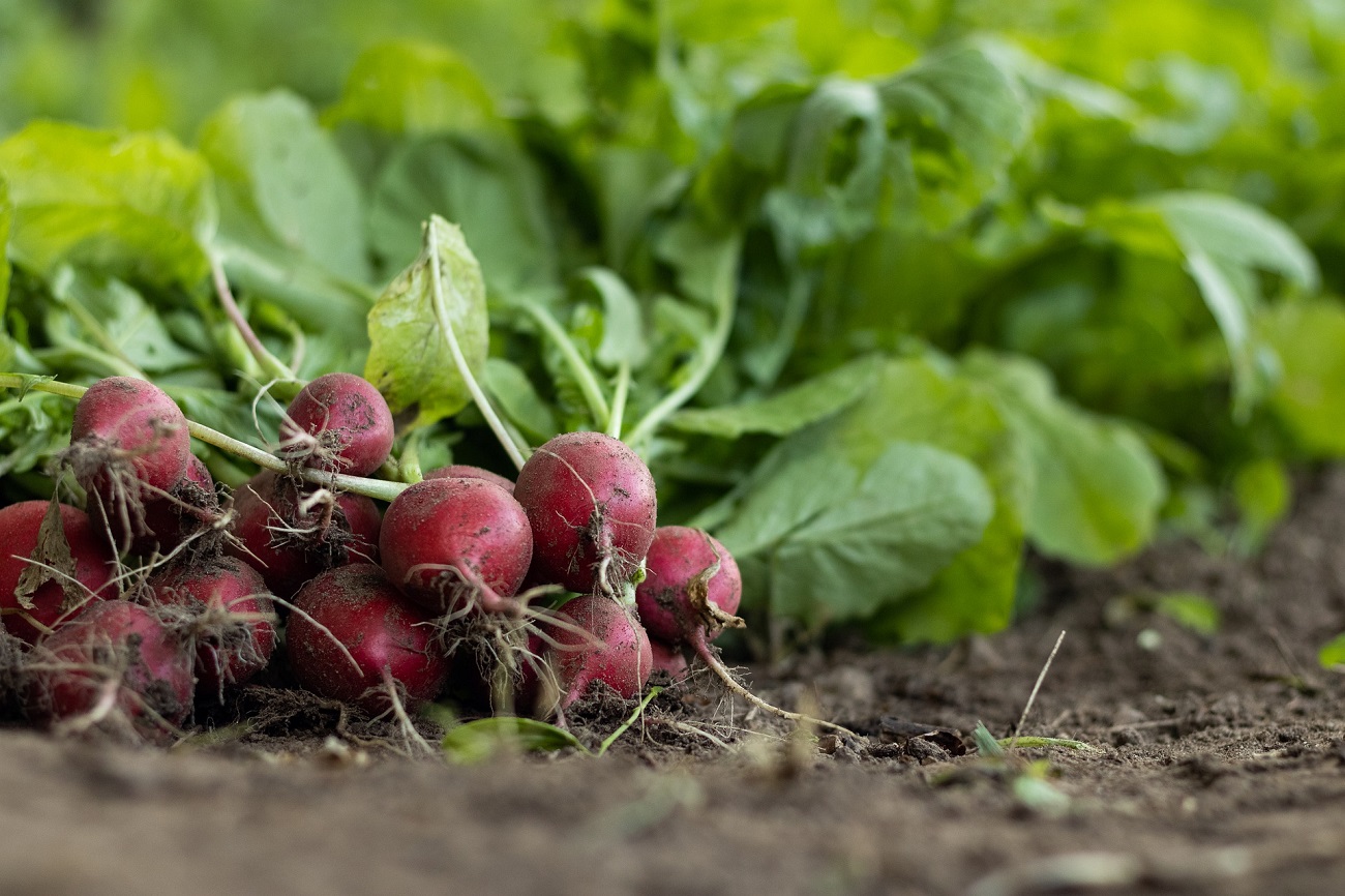 Ferme de la Coulinière - Légumes — photo 2