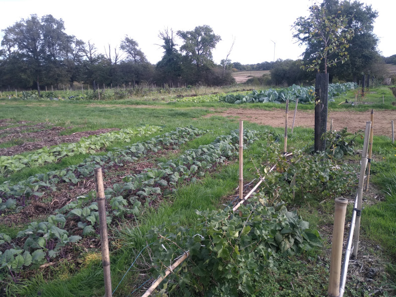 GAEC La Chouette Isop - Légumes et fruits — photo 3