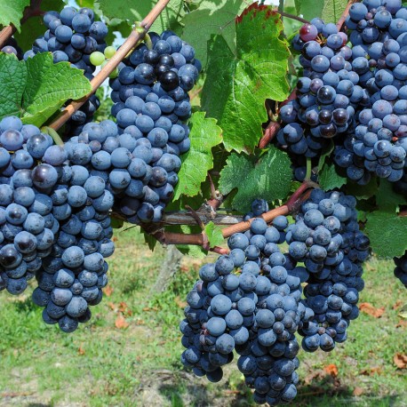 Terre de vignobles - Bouillé Saint-Paul