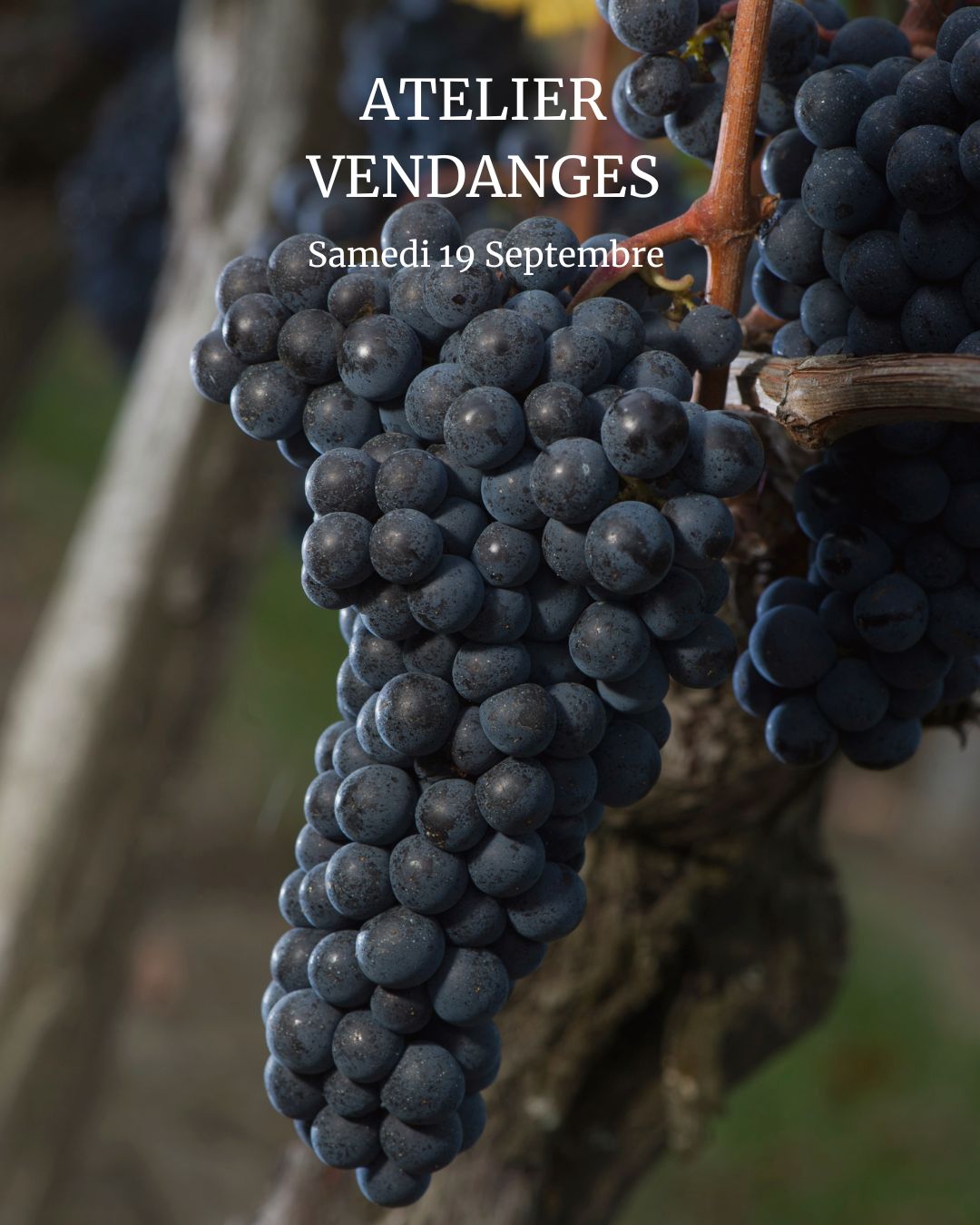 Atelier Vendanges aux Vignobles Chatonnet