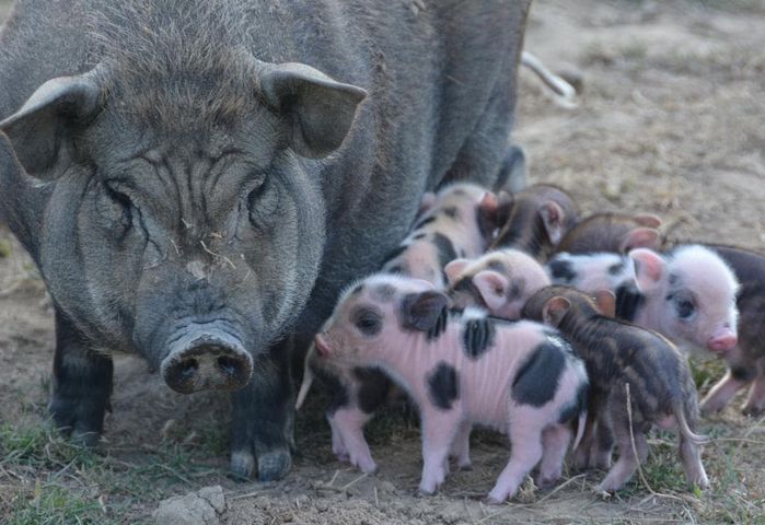 Parc animalier des Clautres, Bord-Saint-Georges - photo 3