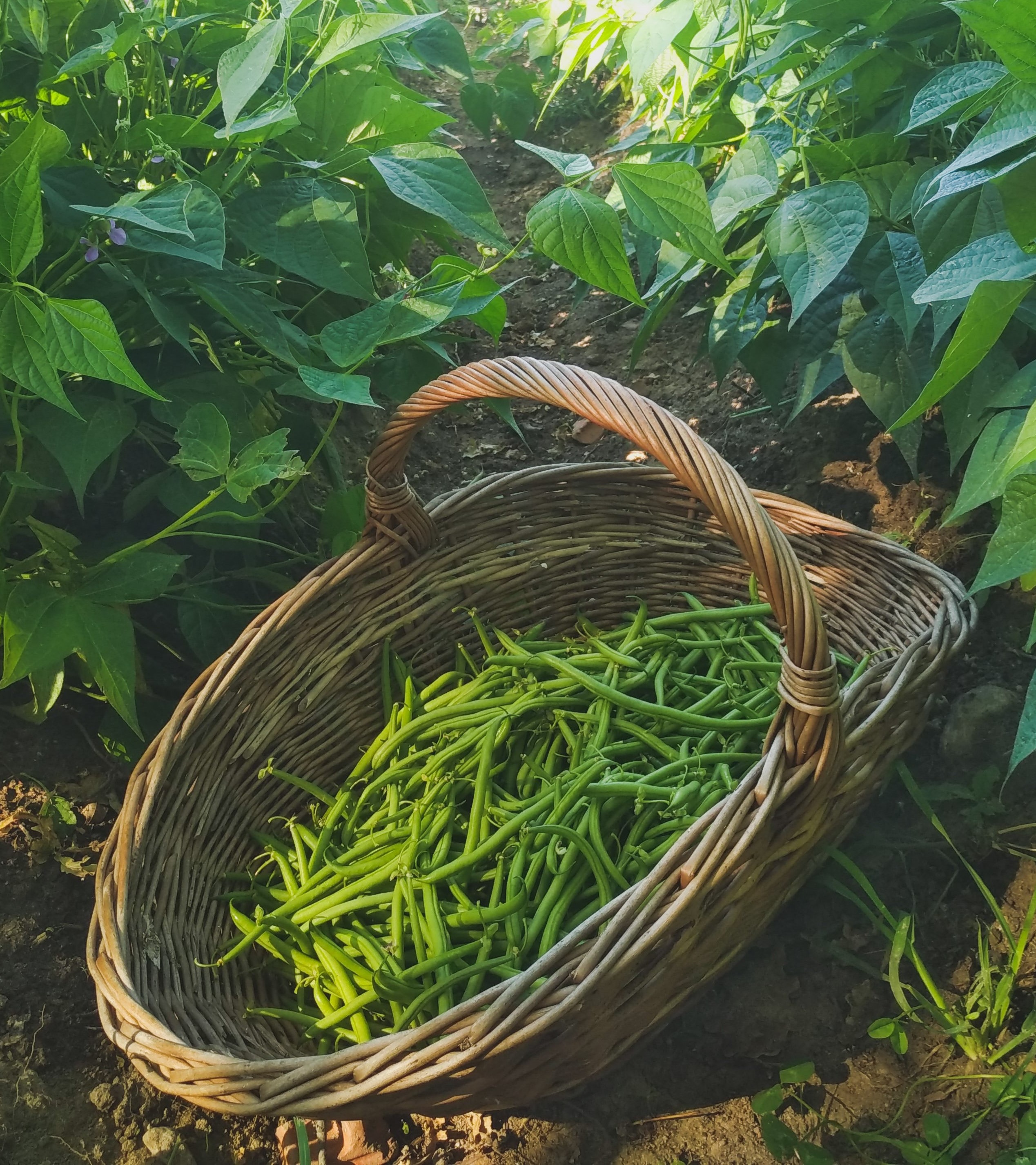 Les jardins de la récolte