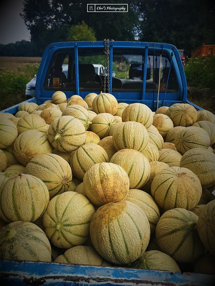 Les melons de Cazères — photo 3