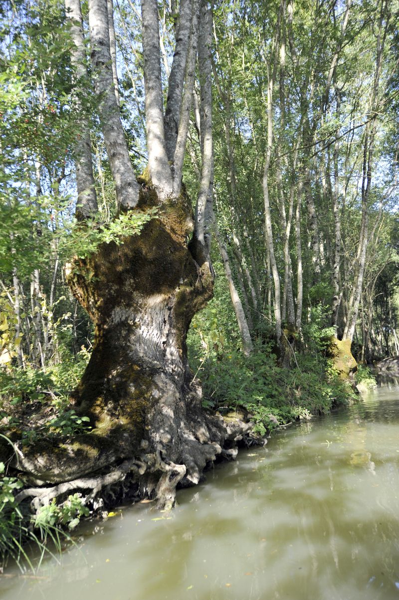 Saint-Hilaire-la-Palud, capitale du Marais sauvage, Saint-Hilaire-la-Palud - photo 3